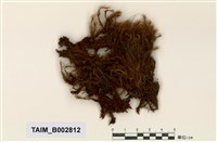 藏品(珠苔屬)的圖片